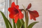 Le secret des amaryllis qui refleurissent chaque ann�e