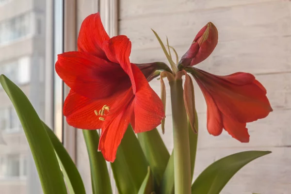 Superbe amaryllis rouge