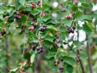 Amlanchier  feuilles d'aulne, Amlanchier fruitier, Amelanchier alnifolia