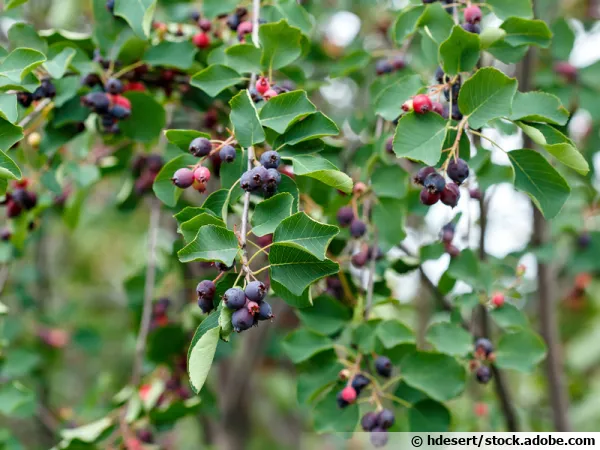 Amélanchier à feuilles d'aulne, Amélanchier fruitier, Amelanchier alnifolia
