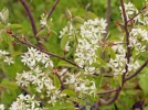 Am�lanchier du Canada, Amelanchier canadensis