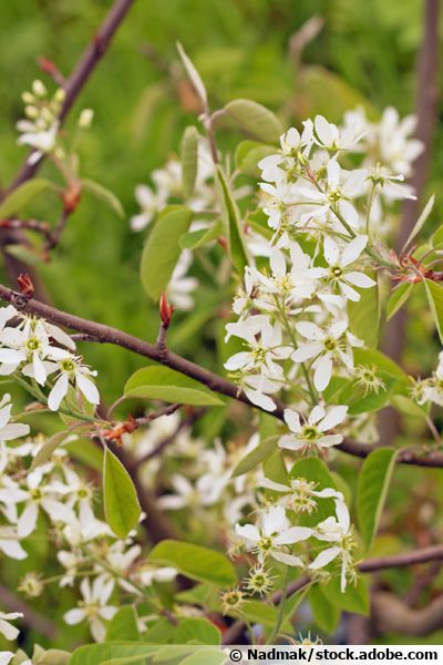 Amélanchier Du Canada Amelanchier Canadensis Planter Cultiver