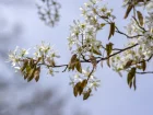 Amlanchier de Lamarck, Amelanchier lamarckii