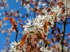 Amlanchier  feuilles ovales, Amlanchier commun, Amelanchier ovalis