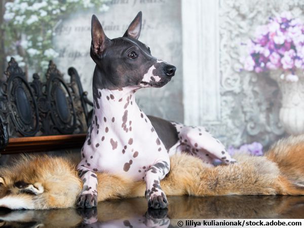 Des chiens sans poils