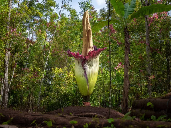 Amorphophallus titanum
