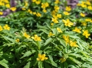 Fausse renoncule, Elleborine, Anmone des bois jaune, Anemone ranunculodes