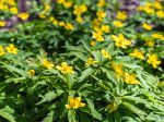 Fausse renoncule, Elleborine, Anémone des bois jaune, Anemone ranunculoïdes