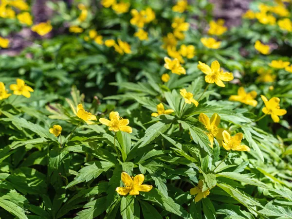 Fausse renoncule, Elleborine, Anémone des bois jaune, Anemone ranunculoïdes