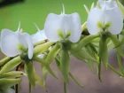 Angraecum  long peron, Angraecum longicalcar