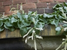 Boussingaultie  feuilles cordes, Vigne de Madre, Anredera cordifolia