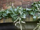 Boussingaultie  feuilles cordes, Vigne de Madre, Anredera cordifolia