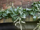 Boussingaultie  feuilles cordes, Vigne de Madre, Anredera cordifolia
