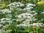 Cerfeuil sauvage (Anthriscus sylvestris) : une vivace vaporeuse aux faux airs de cigu�