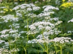 Cerfeuil sauvage (Anthriscus sylvestris) : une vivace vaporeuse