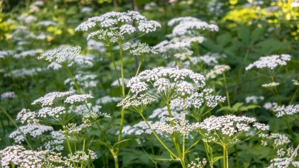 Cerfeuil sauvage (Anthriscus sylvestris) : une vivace vaporeuse aux faux airs de cigu�