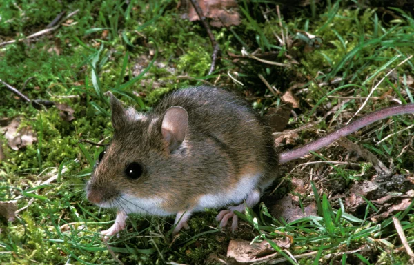 Mulot sylvestre (Apodemus sylvaticus)