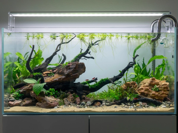 Un aquarium plant avec des crevettes Neocaridina davidi Red Cherry