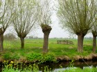 L'arbre t�tard : un patrimoine �cologique et culturel � sauvegarder