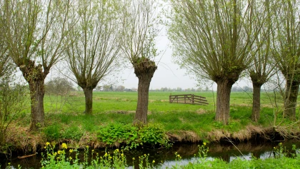 L'arbre t�tard : un patrimoine �cologique et culturel � sauvegarder