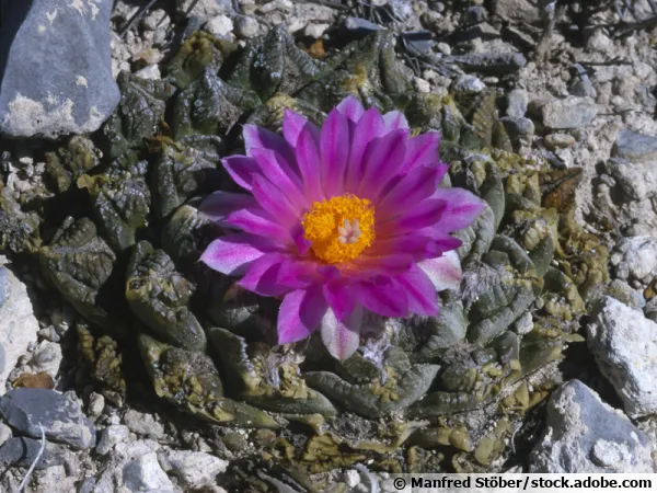Un Ariocarpus fissuratus, difficile  prserver