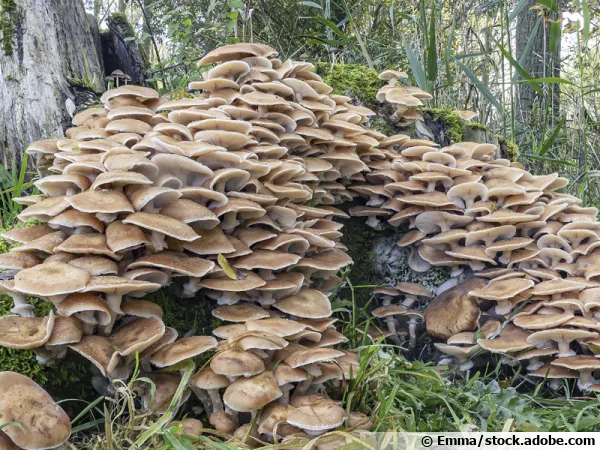 Armillaire couleur de miel, Pourridié, Naratake,Tête de méduse, Souchette, Armillaria mellea