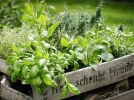 Russir un jardin de mdicinales