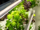Des aromatiques  la maison mme en hiver grce aux lampes horticoles