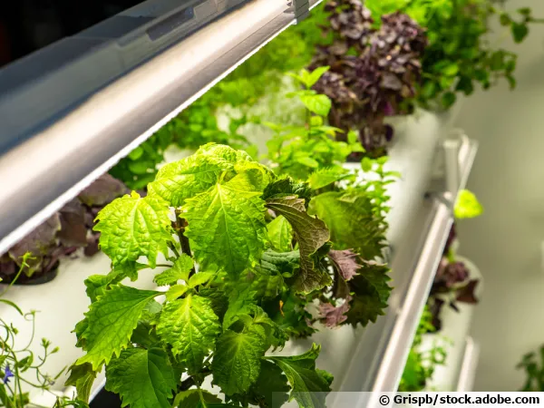 Des aromatiques dans la serre d'un restaurant sous clairage horticole
