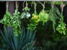 Rcolter et conserver les bienfaits des plantes aromatiques et mdicinales