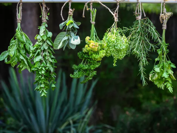 Schage de plantes aromatiques en les suspendant tte vers le bas
