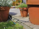 Les astuces pour arroser ses plantes pendant les vacances
