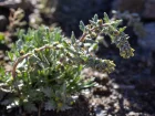 Gnpi noir, Gnpibleu, Gnpi mle, Gnpi vrai, Artemisia genepi