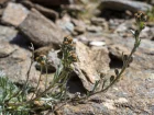 Gnpi gris, Gnpi blanc, Artemisia umbelliformis