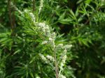 Armoise commune, Armoise citronnelle, Artemisia vulgaris