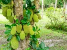 Jacquier (Artocarpus heterophyllus) : faire pousser ce g�ant tropical