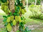 Fruits du jacquier (Artocarpus heterophyllus) 