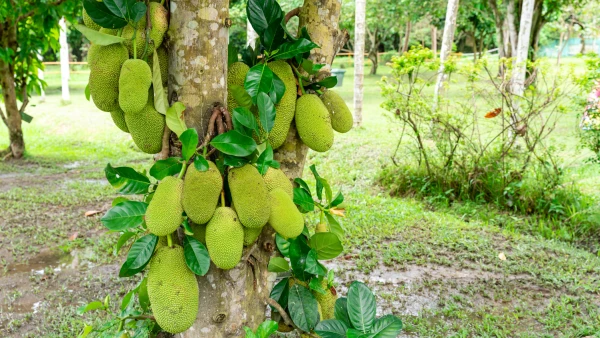 Fruits du jacquier (Artocarpus heterophyllus) 