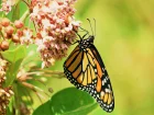 Herbe aux perruches, Herbe  la ouate, Asclepias syriaca