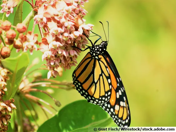 Un monarque sur l'herbe aux perruches