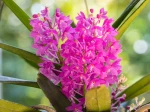 Ascocentrum ampullaceum, parfois nomm�e Aerides ampullacea