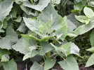 Arroche des jardins, Epinard g�ant, Faux �pinard, Atriplex hortensis