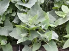 Arroche des jardins, Epinard gant, Faux pinard, Atriplex hortensis