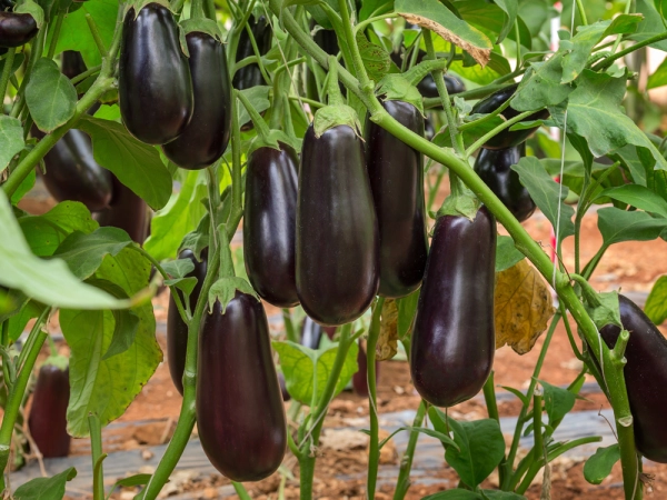 Des aubregines hybrides F1 en culture sous serre