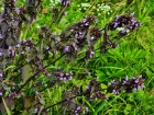 Ballote noire, Ballote ftide, Marrube noir, Ballota nigra