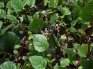 Baselle, pinard de Malabar, Basella rubra (alba)