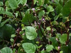 Baselle, pinard de Malabar, Basella rubra (alba)
