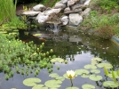 L'cosystme du bassin