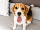 Le Beagle, un chien chasseur et chanteur
