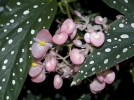 Bgonia macul, Tamaya, Begonia maculata